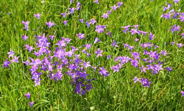 Campanula patula. — Foto de Stock