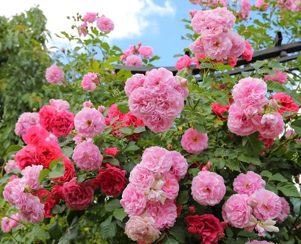 Rosa Rosen. — Stockfoto