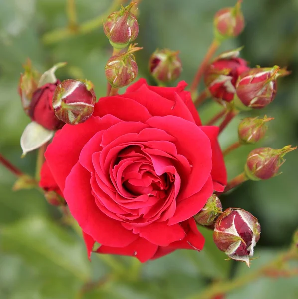 Rote Rose.. — Stockfoto