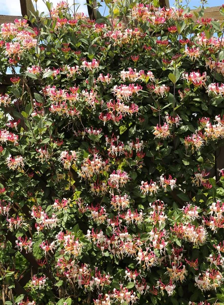 Madressilva em flor . — Fotografia de Stock