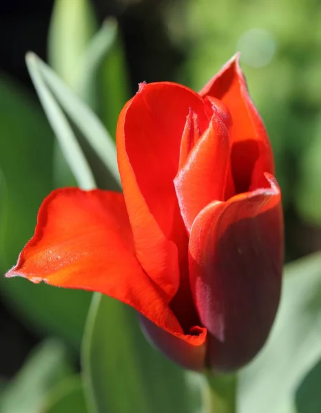 Tulipán rojo . —  Fotos de Stock