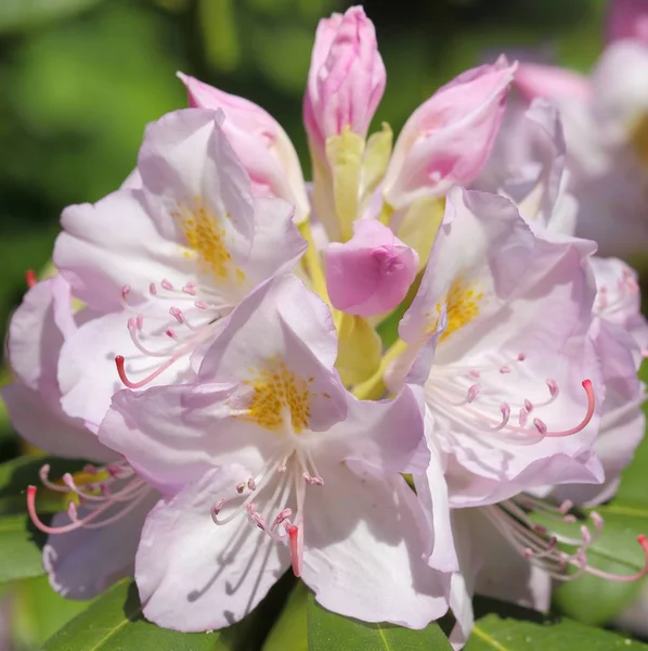 Rhododendron Flower — Stock Photo, Image