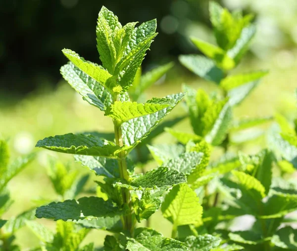 Hortelã verde aromática . — Fotografia de Stock