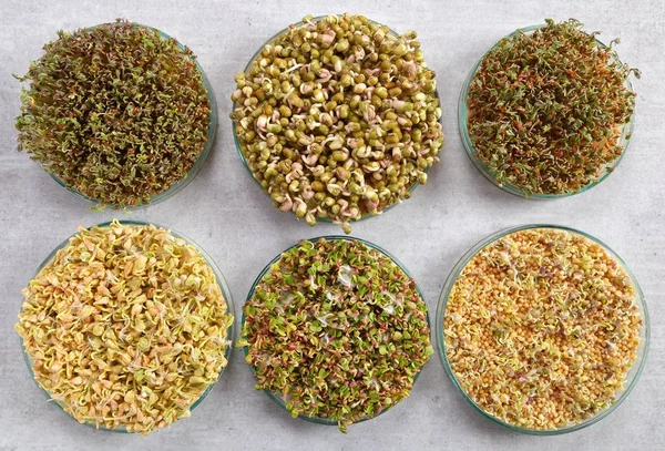 Microgreens, organik gıda. — Stok fotoğraf