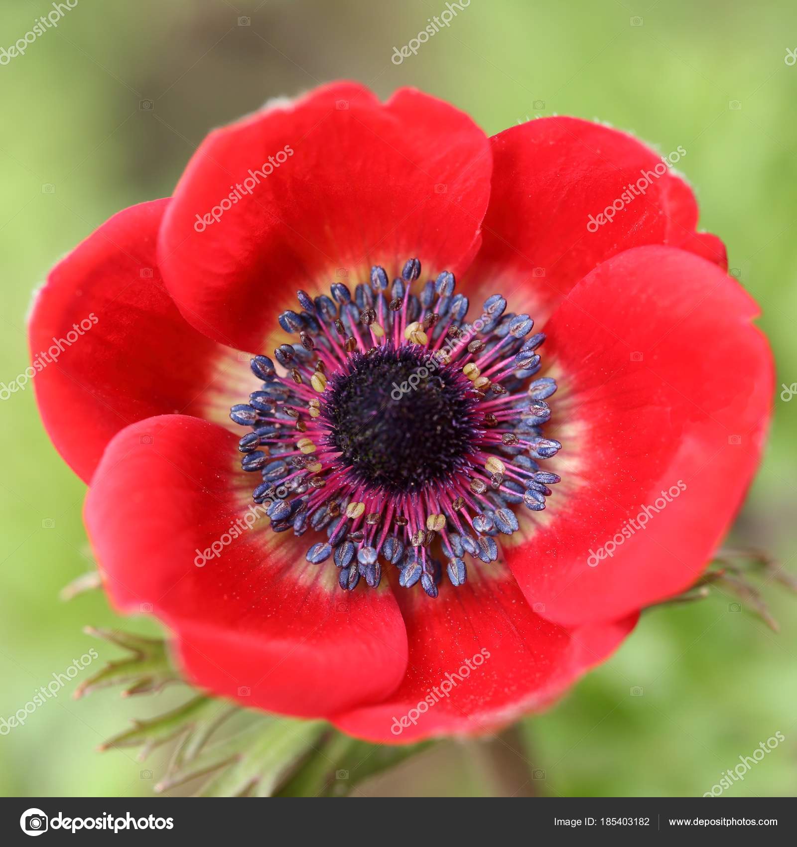 anemona flor anemona flor