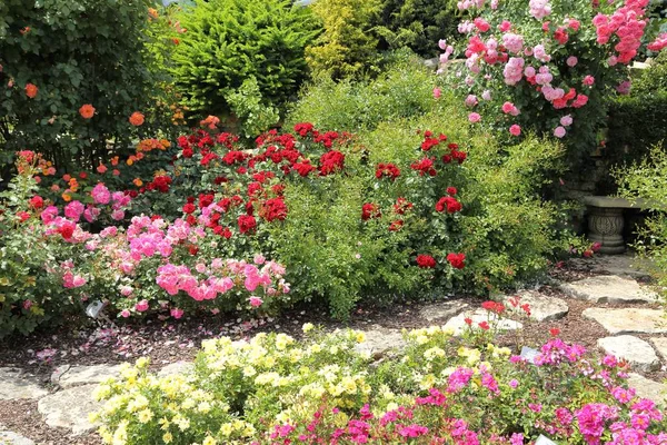 Jardín de rosas . —  Fotos de Stock