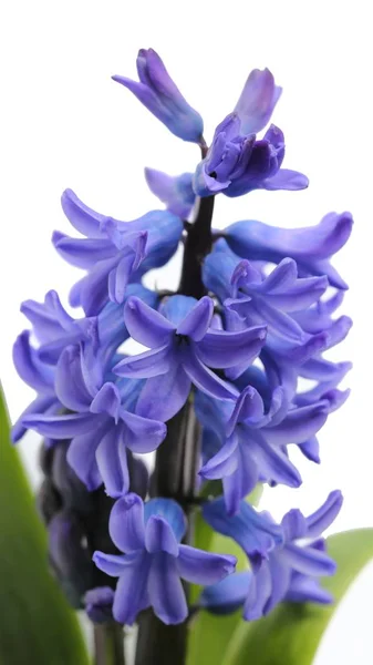 Hyacint. — Stockfoto