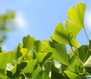 Ginkgo biloba