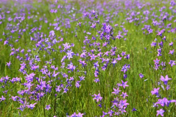 Campanula patula. — Stockfoto