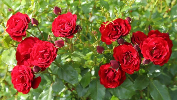 Röda rosor. — Stockfoto
