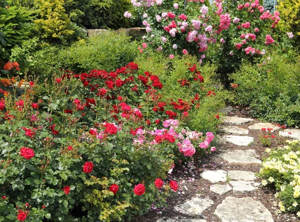 Rosas.. — Foto de Stock