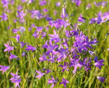 Çan çiçeği patula.