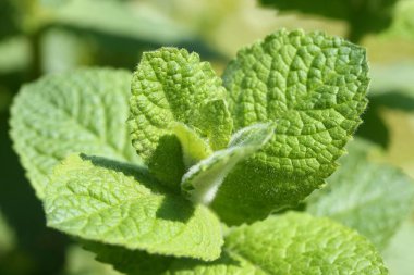 Aromatik limon nane.