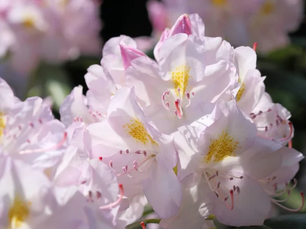 Flor de rododendros — Fotografia de Stock