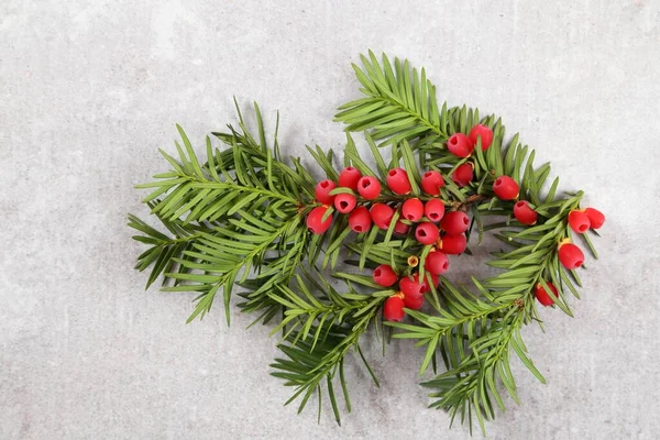 Gråkvistar med frukt. — Stockfoto