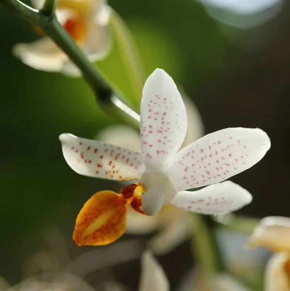 Orhid の花. — ストック写真