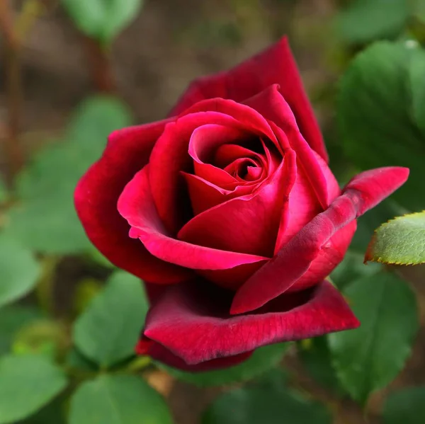 Rote Rose — Stockfoto