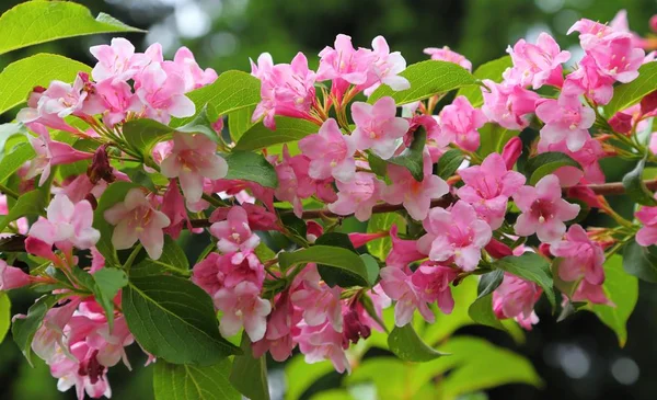 Blossoming weigela. — Stock Photo, Image