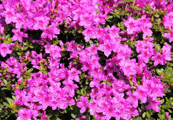 Pink azalea. — Stockfoto