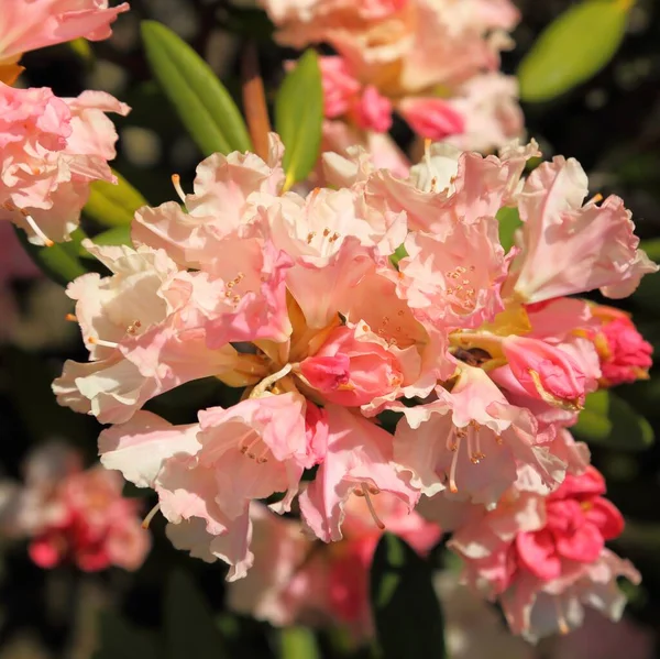 Pink azalea. — Stock Photo, Image