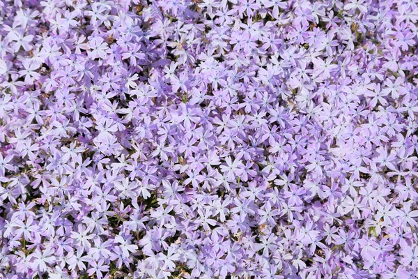 Phlox. — Stock fotografie