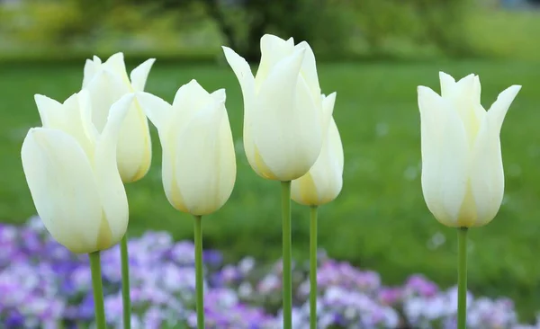 White tulips. — Stock Photo, Image