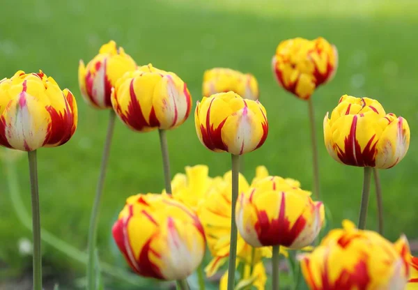 Tulipanes. —  Fotos de Stock