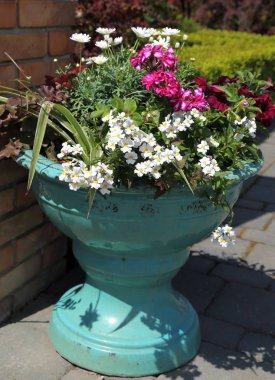 Saksıda açan çiçekler.