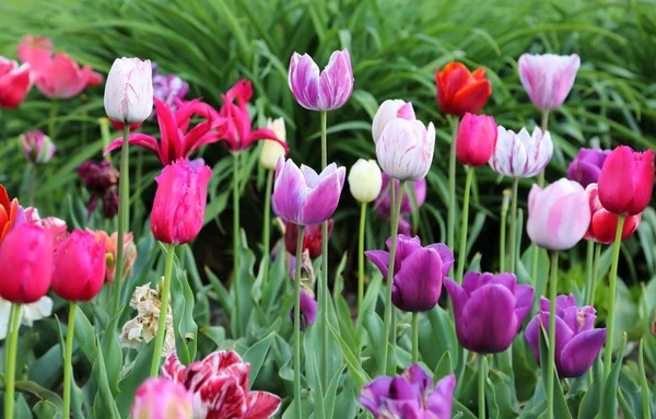 Tulips. — Stock Photo, Image