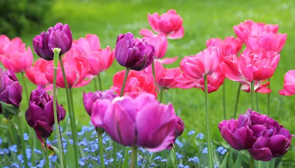 Roze tulpen. — Stockfoto