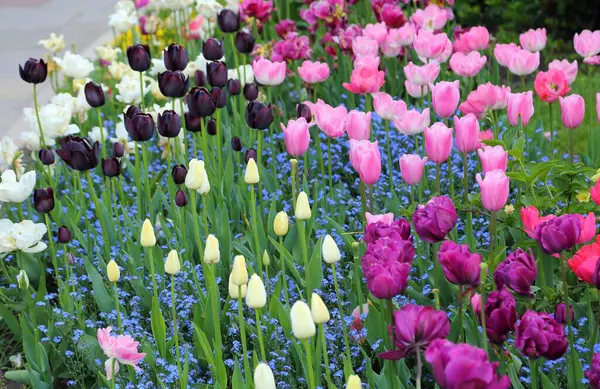 Blumenbeet Mit Blühenden Bunten Tulpen Frühlingsblumen — Stockfoto