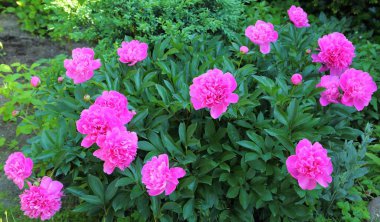 Bahçede açan pembe şakayıklar. 