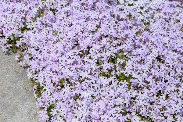 Phlox Subulata Rosa Sfondo Fiori Phlox — Foto Stock