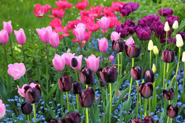 Blumenbeet Mit Blühenden Bunten Tulpen Frühlingsblumen — Stockfoto