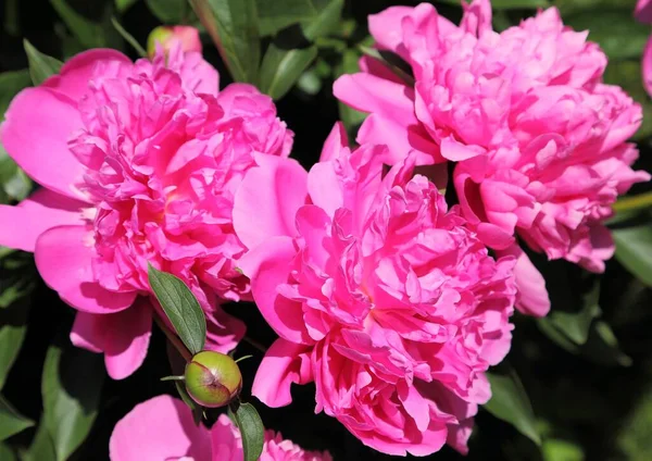 Pink Peonies Blooming Garden — Stock Photo, Image