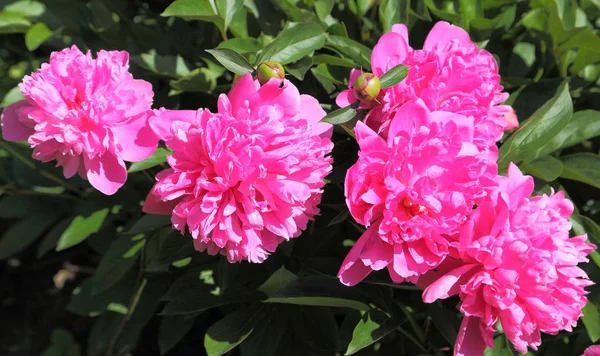 Peônias Cor Rosa Florescendo Jardim — Fotografia de Stock