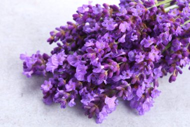 Lavanta gri bir arka plan üzerinde buket.