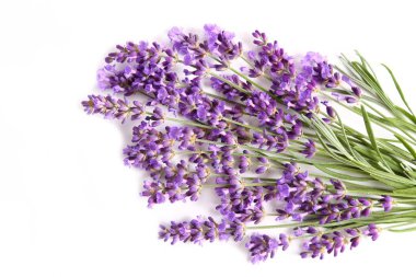 Beyaz arka planda çiçek açan bir demet lavanta.
