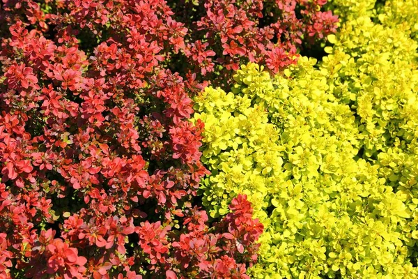 Различные Сорта Барбарис Разноцветными Листьями Садовая Композиция — стоковое фото