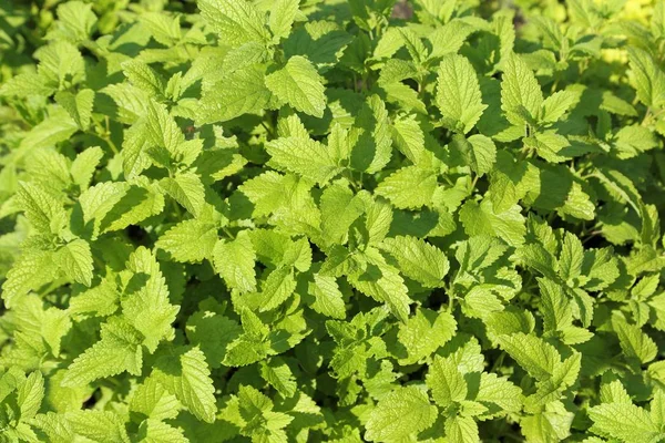 Closeup Fresh Lemon Balm Leaves Texture Aromatic Green Melissa — Stock Photo, Image