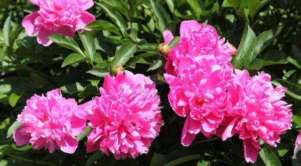 Pink Peonies Blooming Garden — Stock Photo, Image