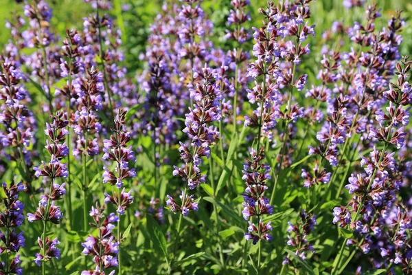 Piękne Purpurowe Kwiaty Szałwii Kwitnie Ogrodzie Ziół Letnich — Zdjęcie stockowe