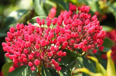Kalmia latifolia, ayrıca dağ defne, calico bush, spoonwood olarak da bilinir. Tomurcuklu bir dal.