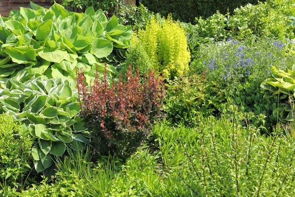 Exuberante Vegetación Jardín Primavera Anfitriones Arándanos Lirios Saxiframes Otras Plantas — Foto de Stock