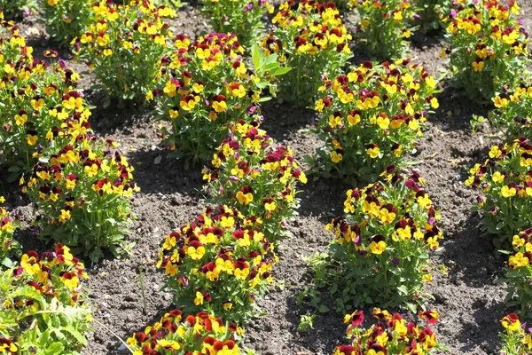 Flores Rojas Amarillas Maricones Jardín —  Fotos de Stock