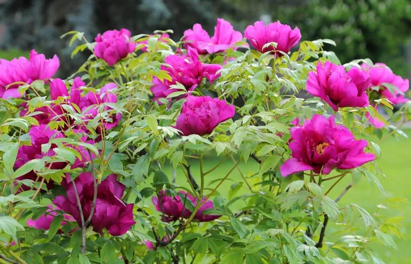 Beautiful Bush Blooming Pink Peony — Stock Photo, Image