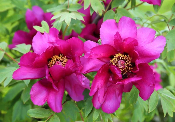 Beautiful Bush Blooming Pink Peony — Stock Photo, Image