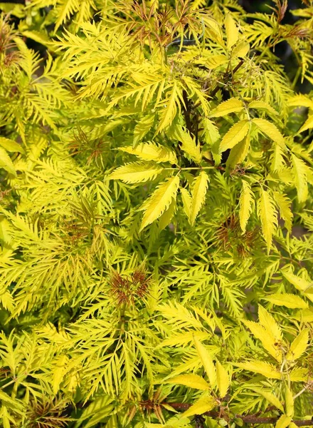 Sambucus Racemosa Cultivar Plumosa Aurea Arbusto Com Folhas Amarelas — Fotografia de Stock