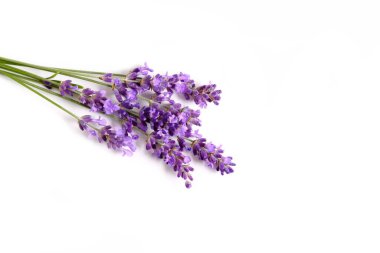 Beyaz arka planda çiçek açan bir demet lavanta.