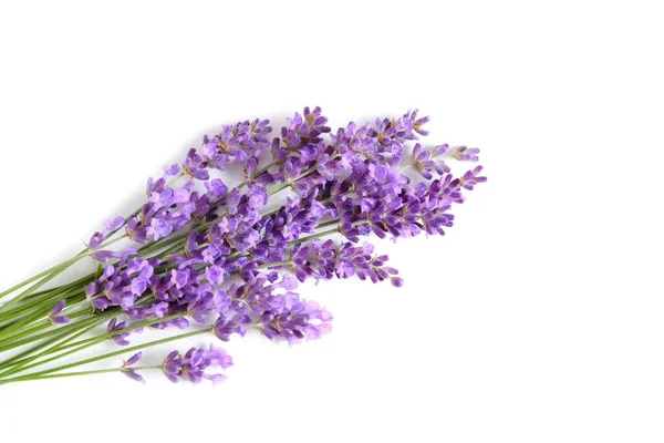 Ein Bündel Blühender Lavendel Auf Weißem Hintergrund — Stockfoto